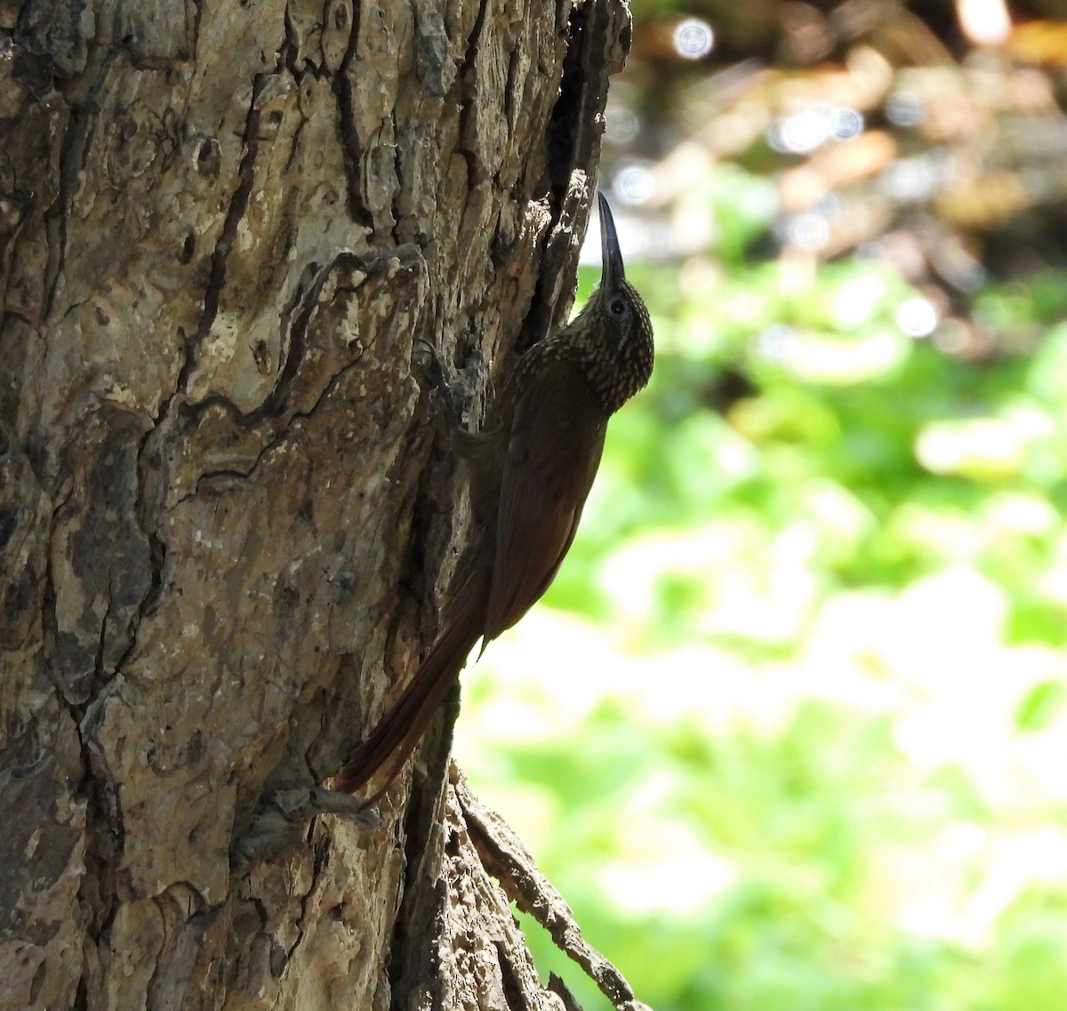 Streak-headed Woodcreeper - ML378647531