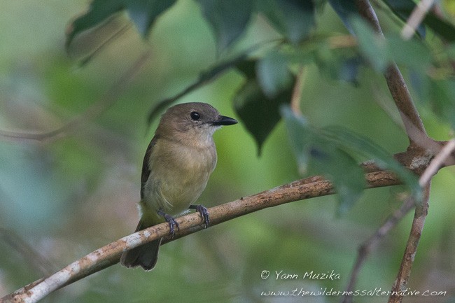 Rusty-breasted Whistler (Rusty-breasted) - Yann Muzika