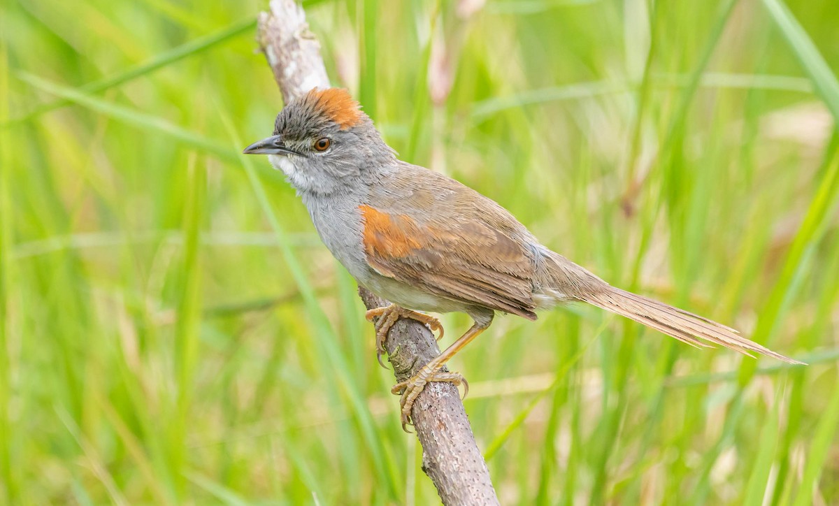 Pale-breasted Spinetail - ML378648031