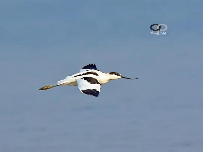 Pied Avocet - ML378648081