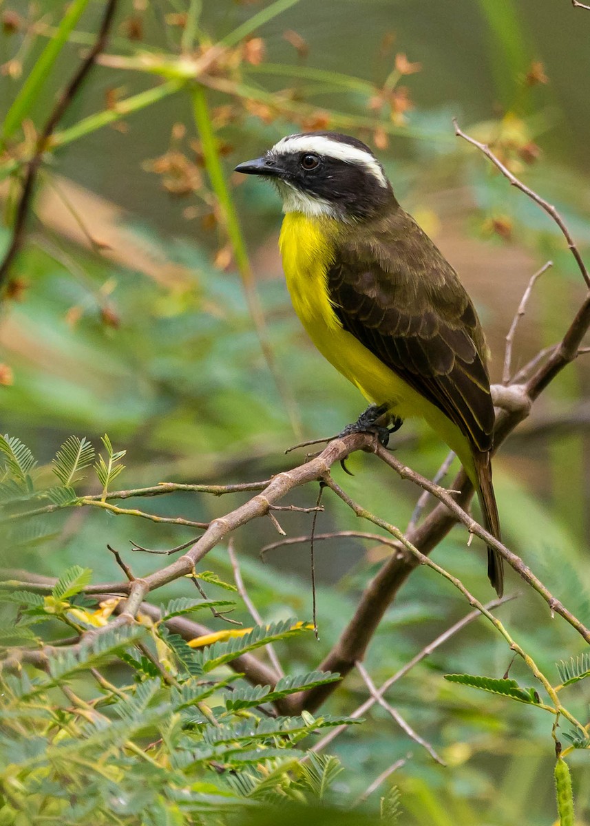 Rusty-margined Flycatcher - David Monroy Rengifo