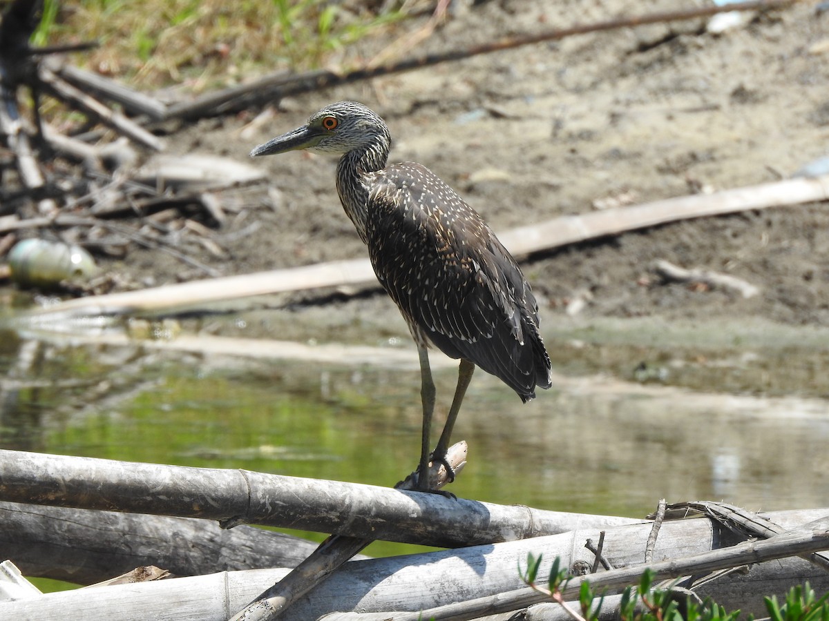 シラガゴイ - ML378649291