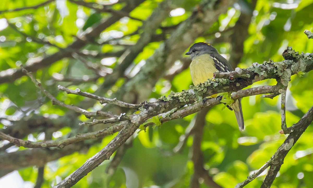 Yellow-crowned Tyrannulet - ML378649311
