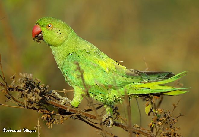 Rose-ringed Parakeet - AVINASH BHAGAT