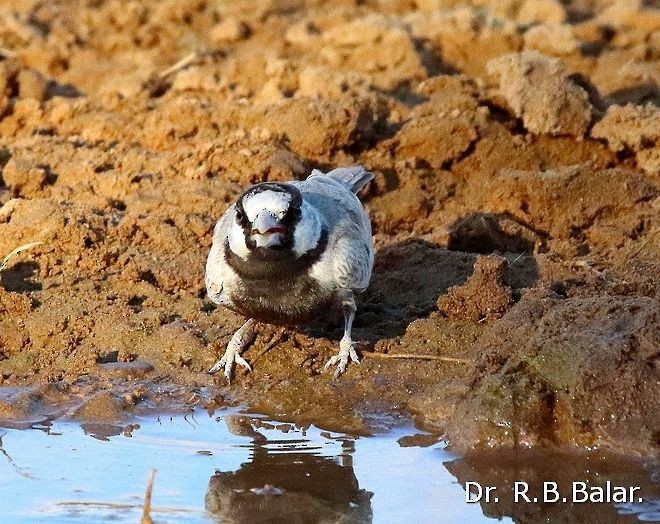 Black-crowned Sparrow-Lark - ML378649981