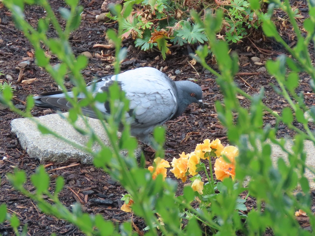 Rock Pigeon (Feral Pigeon) - Joan Baker