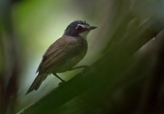 Gray-breasted Babbler - ML378650331