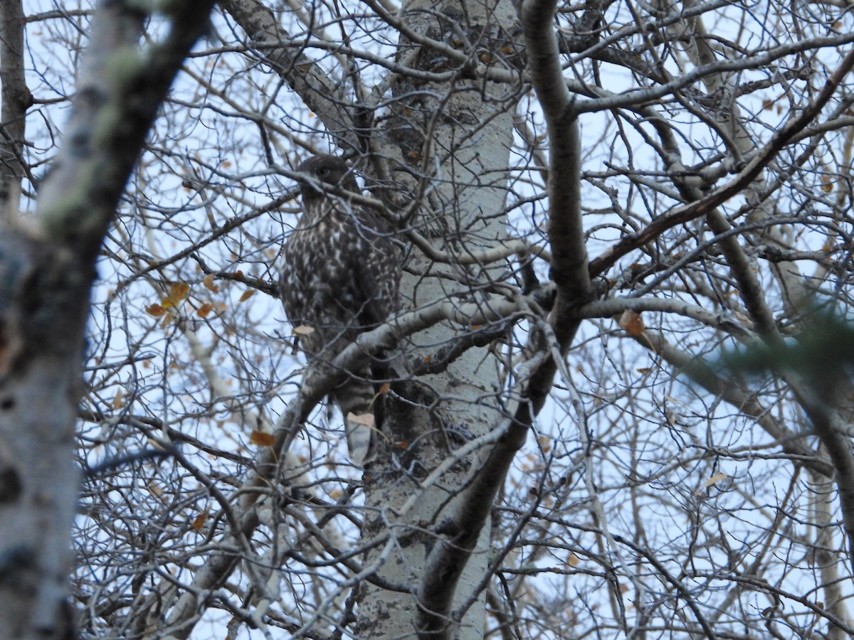 Red-tailed Hawk - ML378650801