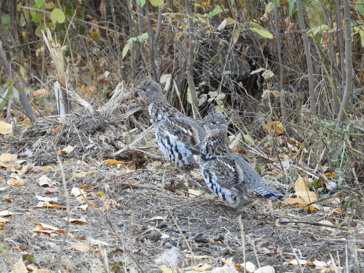 Ruffed Grouse - ML378650881