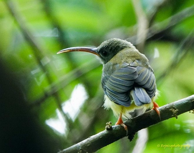 Little Spiderhunter - ML378650991