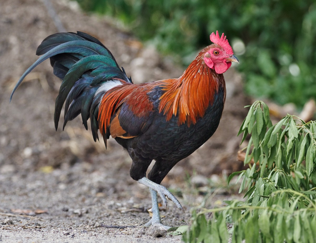 Coq bankiva (forme domestique) - ML378651121