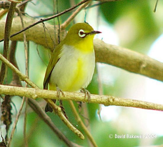 Swinhoe's White-eye - ML378651221