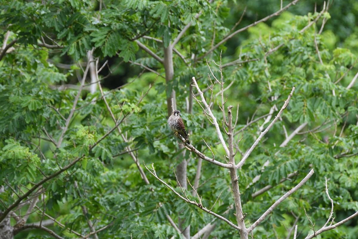 American Kestrel - ML378651551