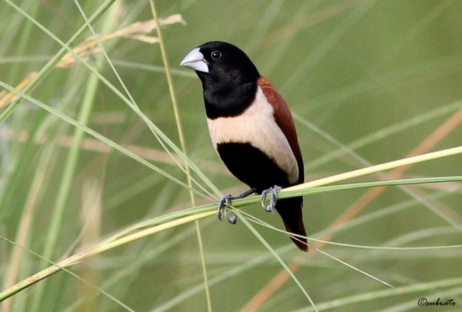 Tricolored x Chestnut Munia (hybrid) - ML378654461