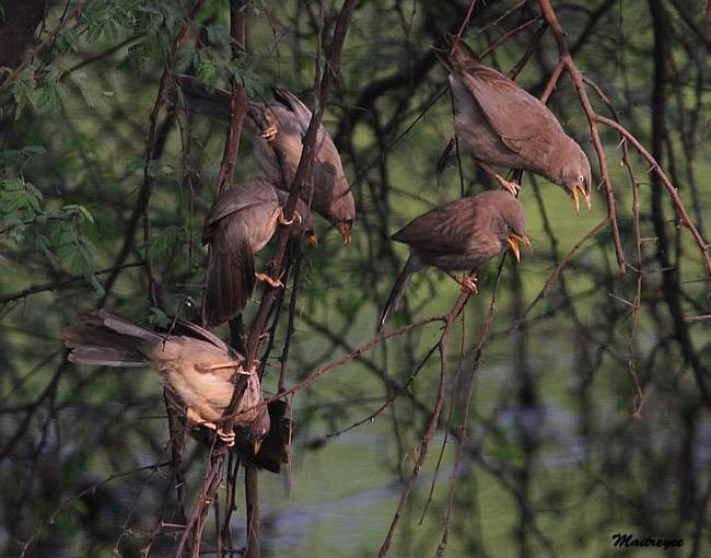 Jungle Babbler - ML378655181