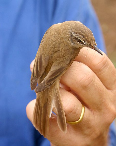 Paddyfield Warbler - ML378655461