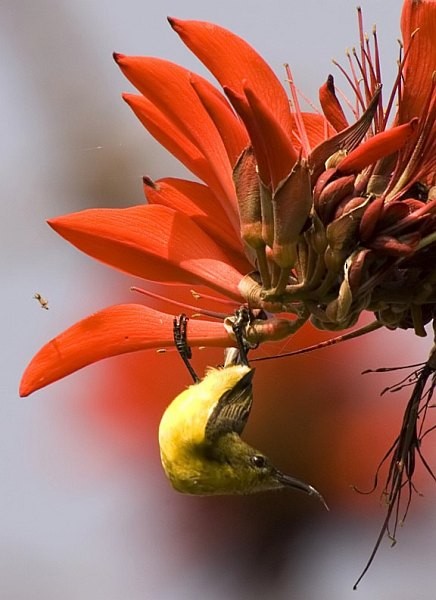 Ornate Sunbird - Niranjan Sant
