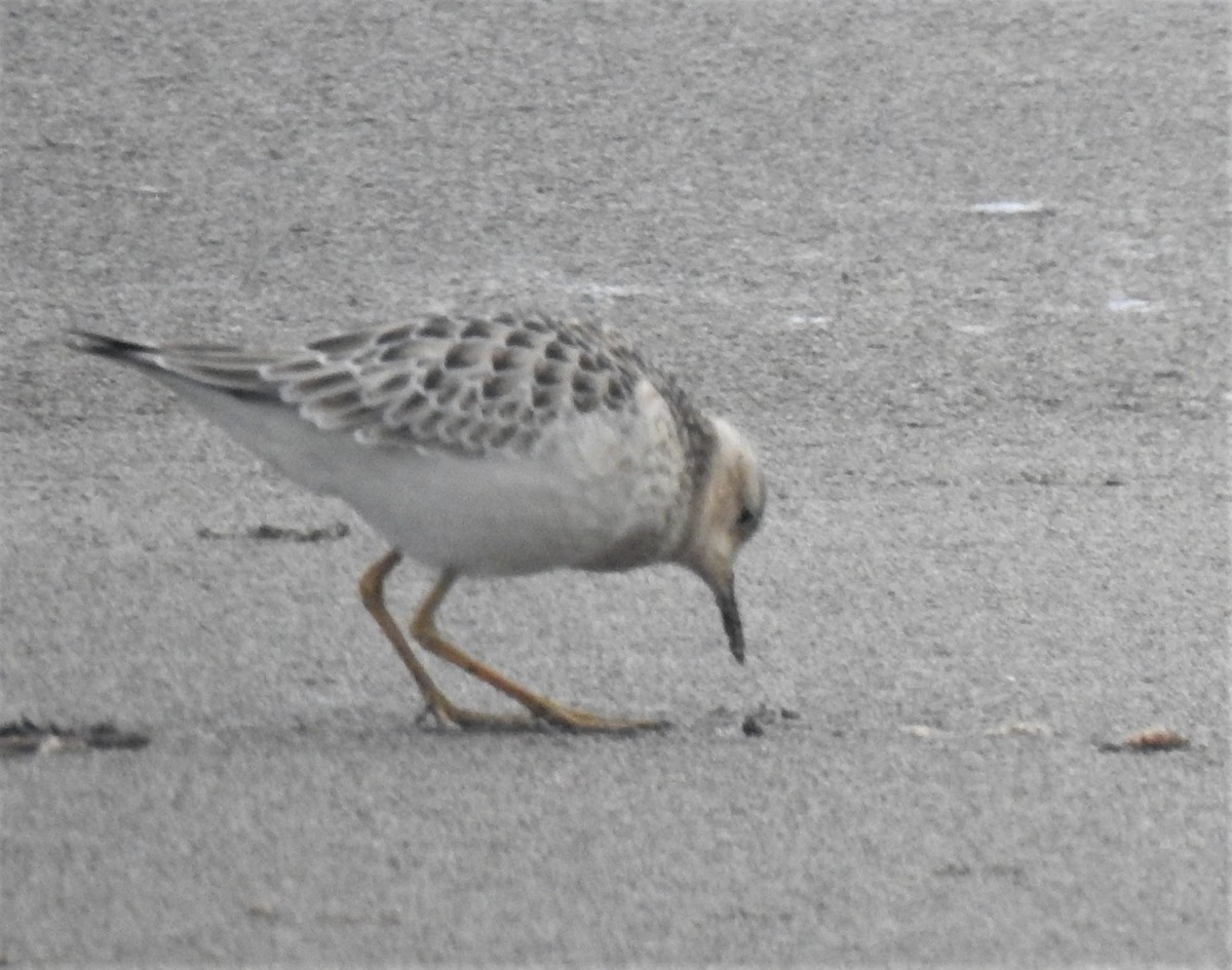 Buff-breasted Sandpiper - Daniel Lane