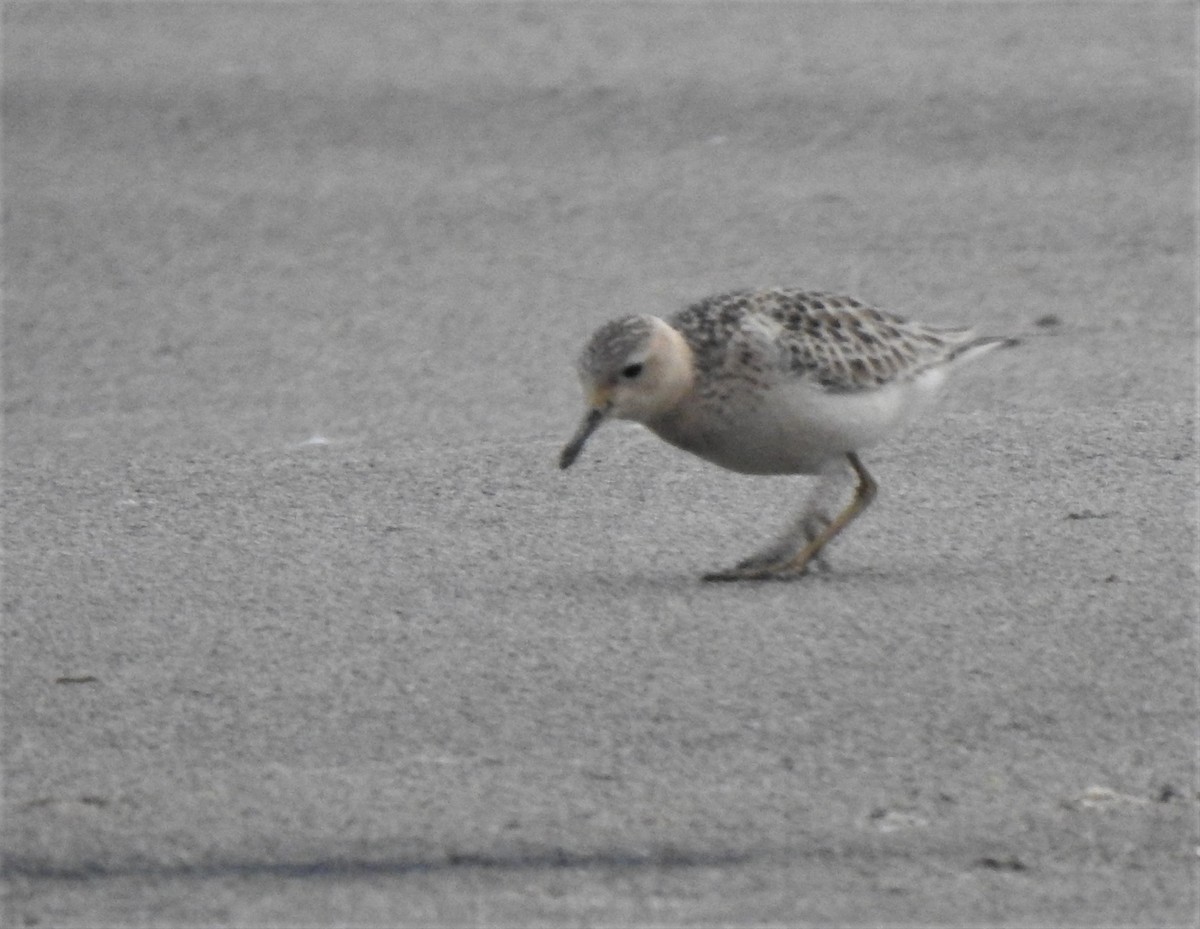 Buff-breasted Sandpiper - Daniel Lane