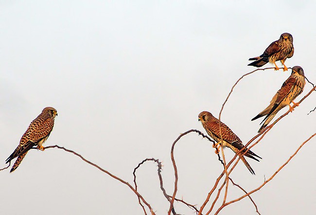 Lesser Kestrel - ML378658291