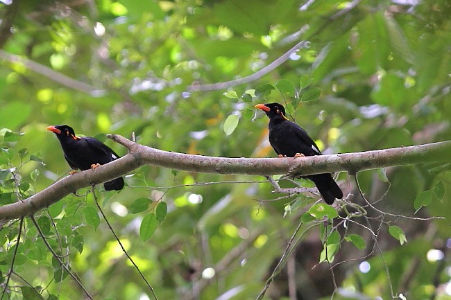 Common Hill Myna (Enggano) - ML378658951