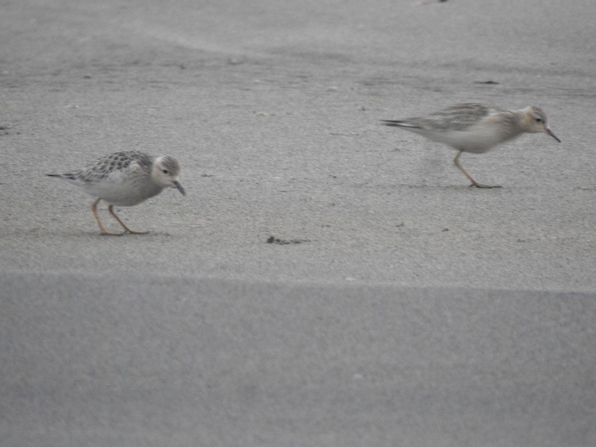 Buff-breasted Sandpiper - Daniel Lane