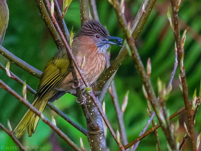 Mountain Bulbul - ML378659071