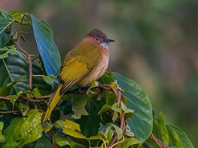 Bulbul de Mcclelland - ML378659131