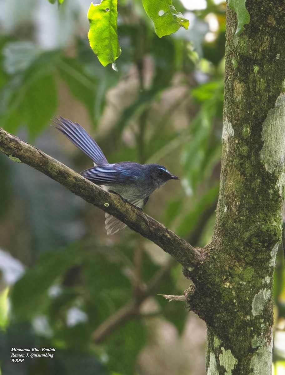 Mindanao Blue-Fantail - ML378659361