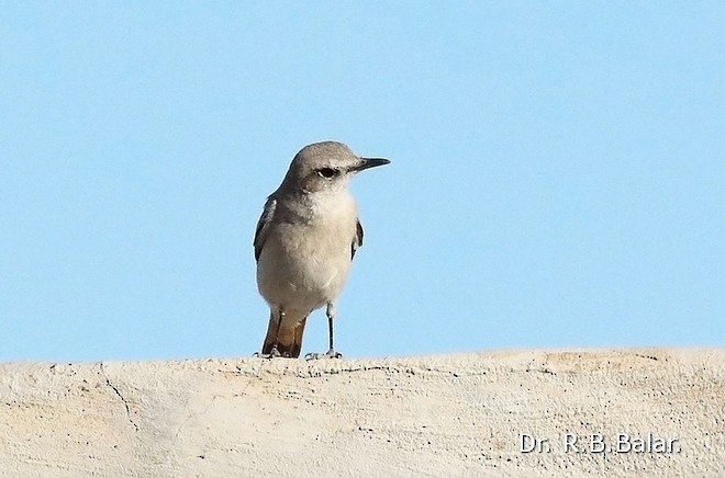 Persian Wheatear - ML378659371