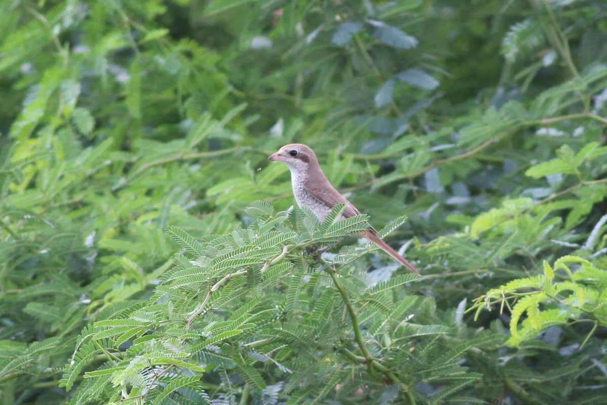 Red-tailed Shrike - ML37865961