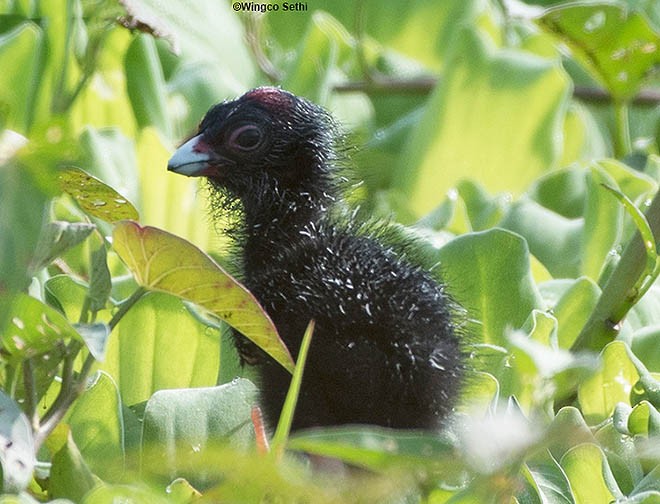 Gray-headed Swamphen - ML378659991