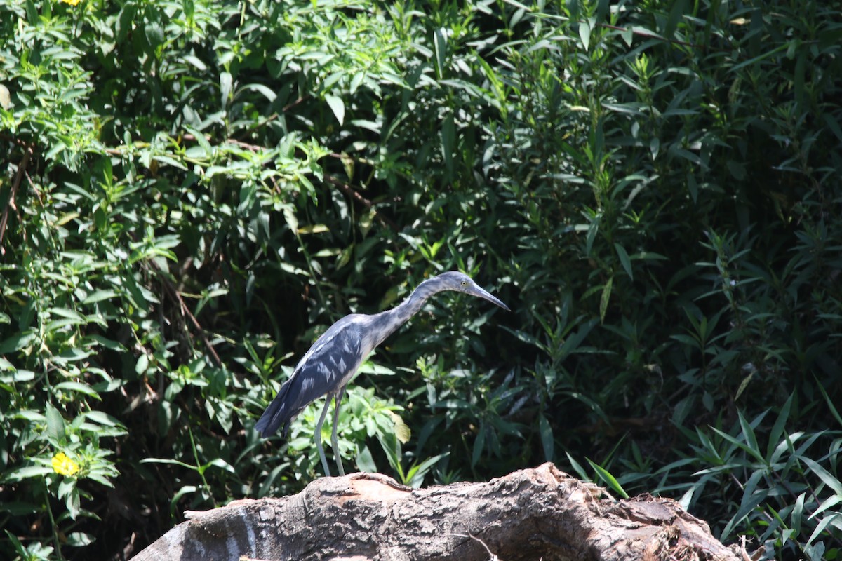 ヒメアカクロサギ - ML378661181