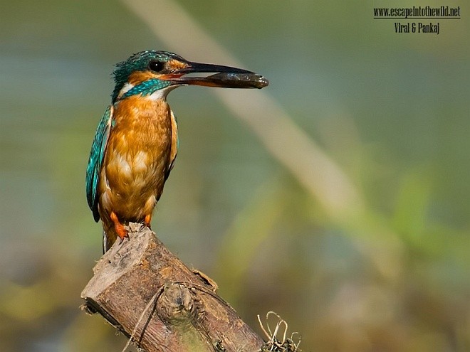 Common Kingfisher - ML378662381