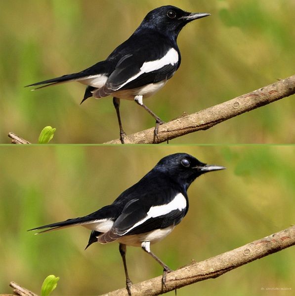 Oriental Magpie-Robin (Oriental) - ML378662691