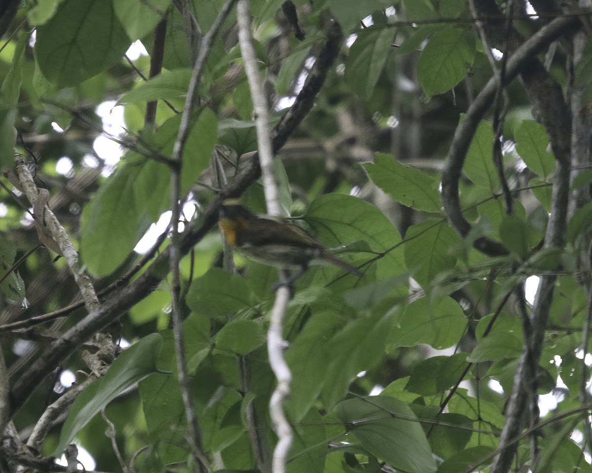 Gilded Barbet - ML378662841