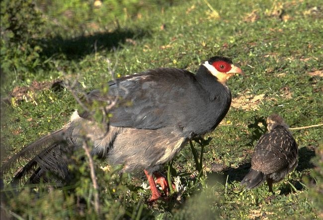 Tibetan Eared-Pheasant - ML378663371