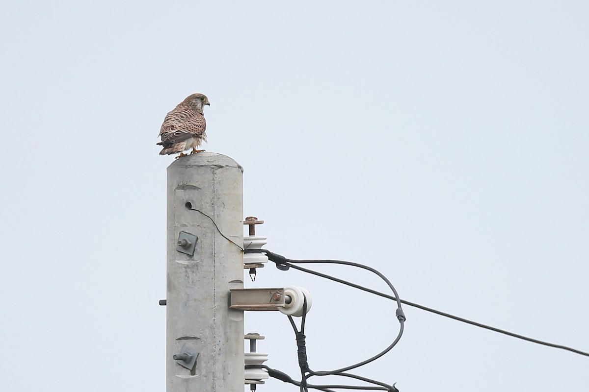 Eurasian Kestrel (Eurasian) - Ting-Wei (廷維) HUNG (洪)