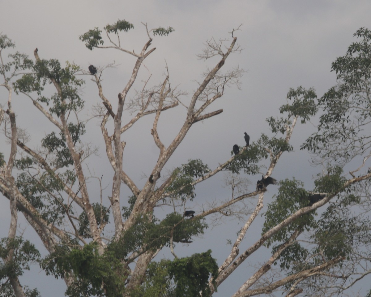 Black Vulture - ML378664591