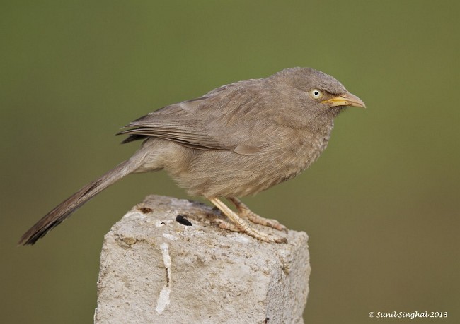 Jungle Babbler - ML378665151