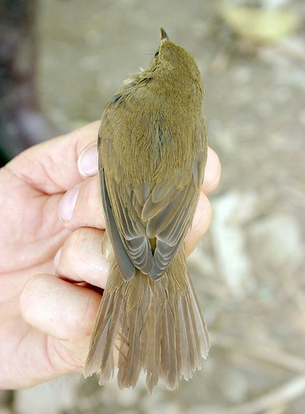 Rousserolle à grand bec - ML378665271