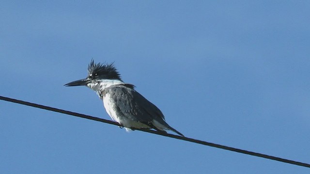 Belted Kingfisher - ML378665721