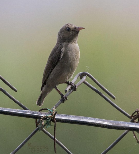 Pale-billed Flowerpecker - ML378666711