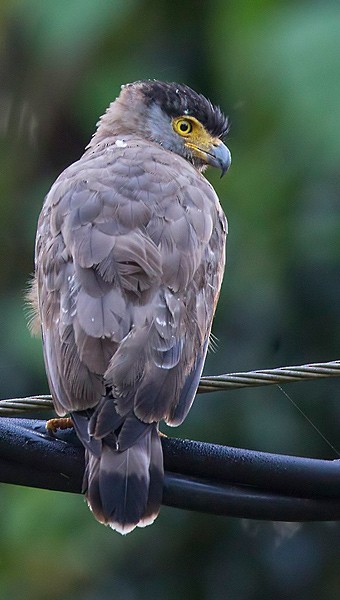 Nicobar Serpent-Eagle - ML378667521