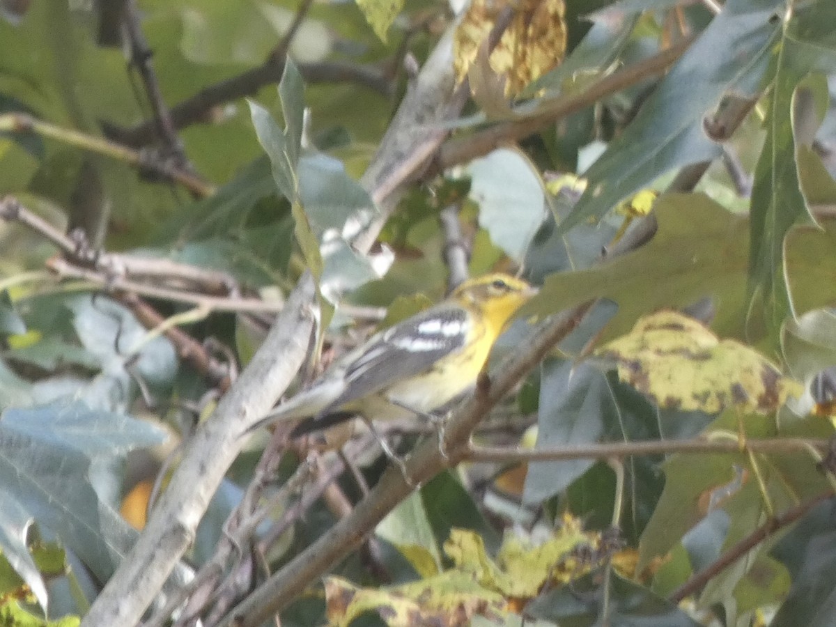 Blackburnian Warbler - ML378668411