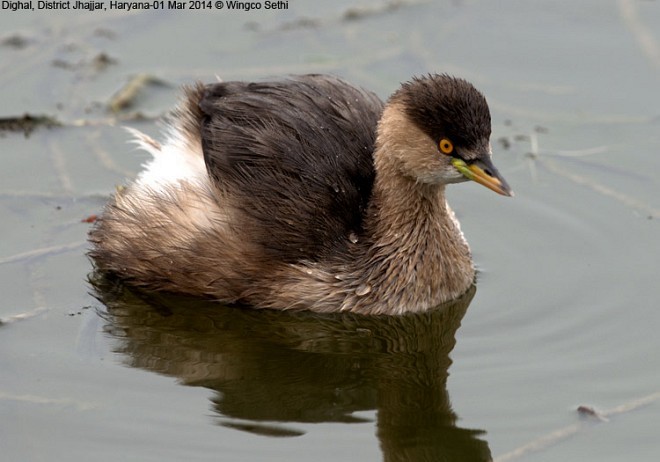 Little Grebe - ML378668511