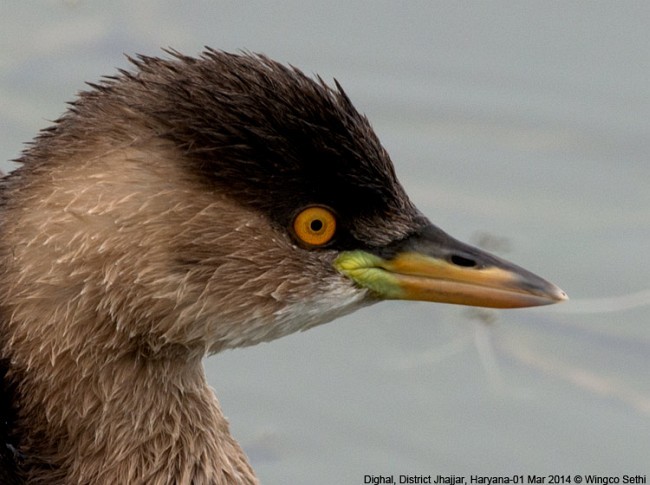 Little Grebe - ML378668561