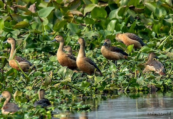 Lesser Whistling-Duck - ML378669361