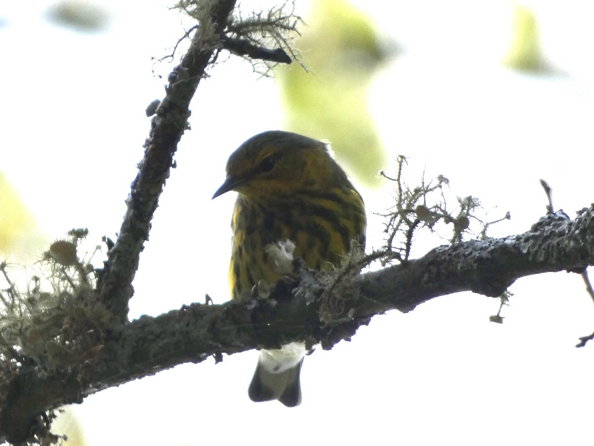 Cape May Warbler - ML378669401