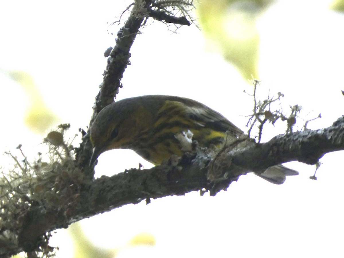 Cape May Warbler - Noah Rokoske